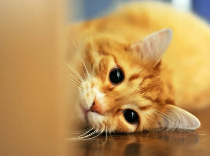 What to Expect During a Veterinary Emergency Visit