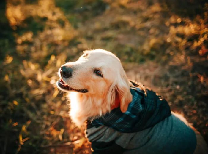 Pet Cancer Awareness