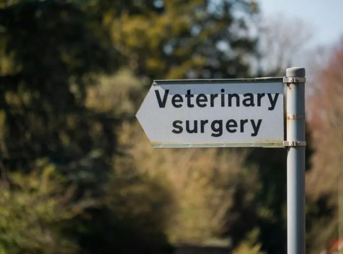 Helping Your Pet Recover from Surgery