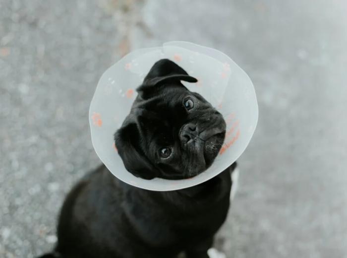 Emergency Vet Visits: When Your Pet Needs Care Fast