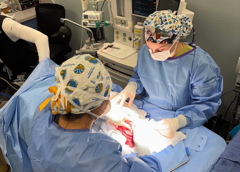 Veterinarians doing surgery