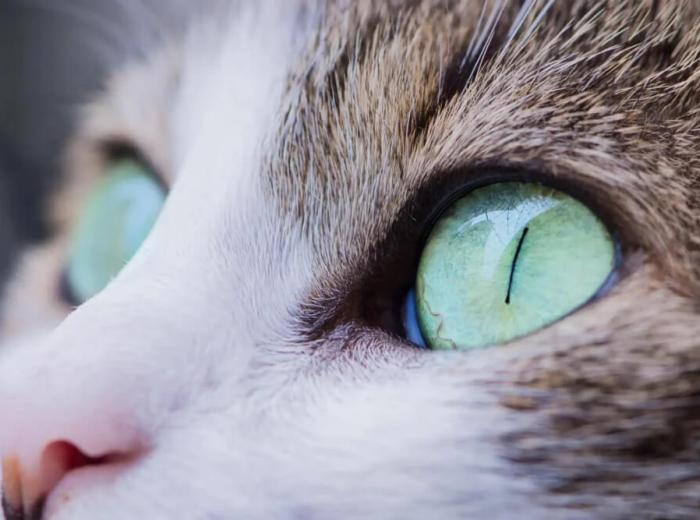 Feline Weight Management: Keeping San Mateo, CA Cats Fit
