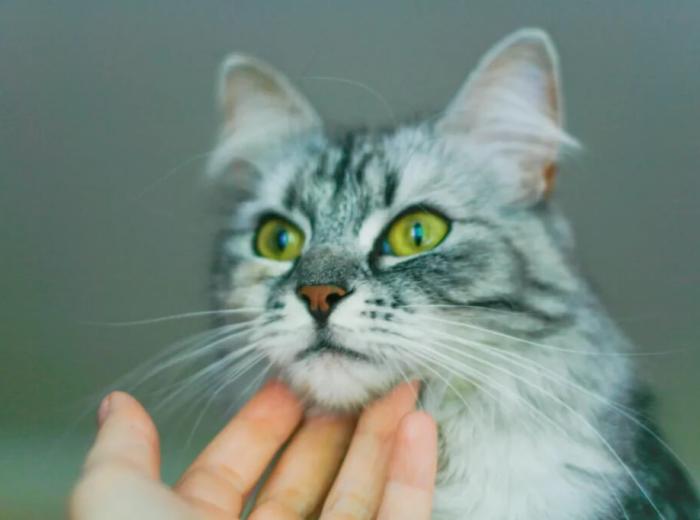 Regenerative Medicine for Pets (Stem Cell Therapy)