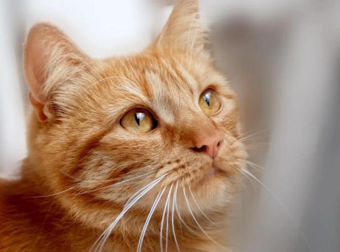 Signs of Pain in Pets: When to Call Your San Mateo, CA Vet