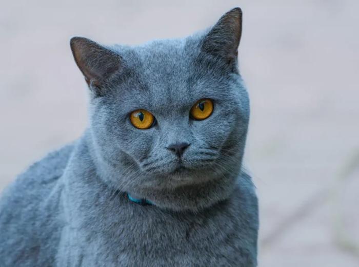 Litter Box Care: Keeping Your San Mateo, CA Cat Happy and Healthy