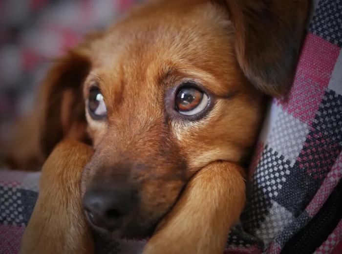 Dog Skin Health: Common Issues