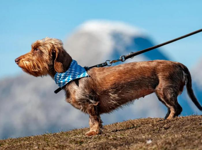 Fido’s Joint Health: Preventing and Managing Arthritis in Dogs