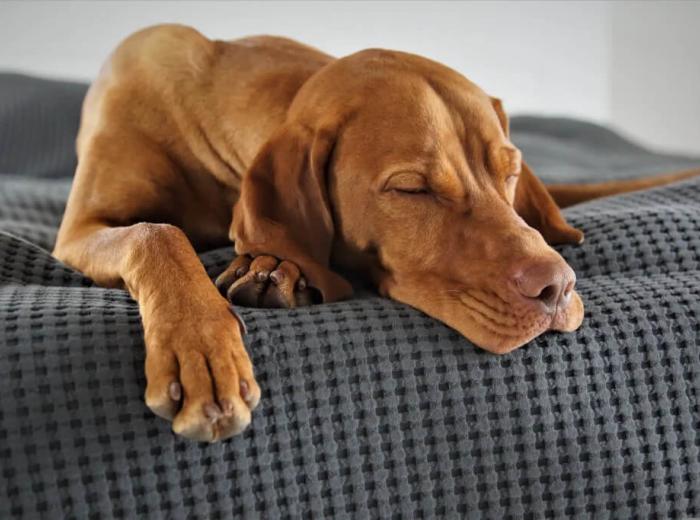 Dog Digestive Health: Preventing Tummy Troubles