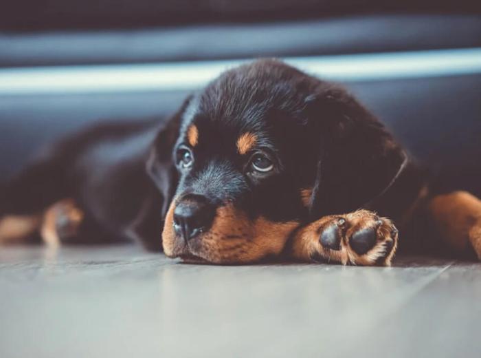 First Aid Tips Every Pet Owner Should Know Today