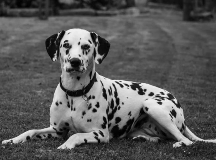 Common Household Hazards That Trigger Pet ER Trips