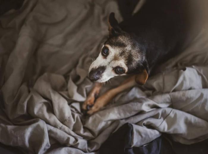 How to Handle Seizures in Dogs During Emergencies
