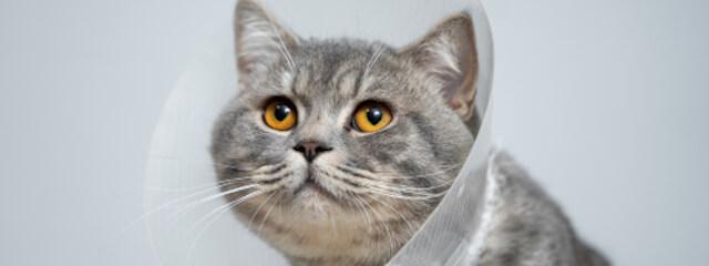Cat Anesthesia