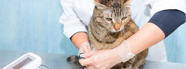 Cat Cardiology