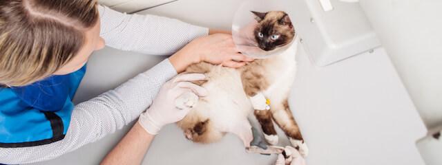 Cat Diagnostic Imaging