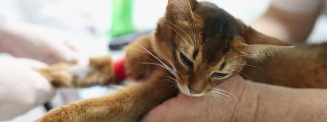 Cat Emergency Care