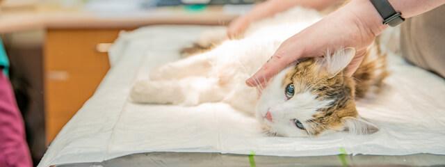 Cat Endoscopy