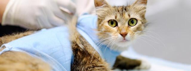 Cat Laparoscopic Surgery