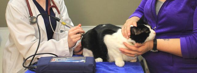 Cat Laser Therapy