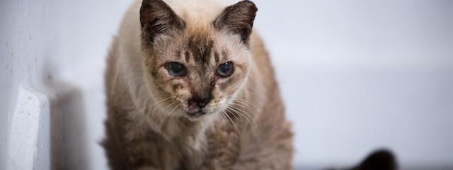 Cat Pain Management