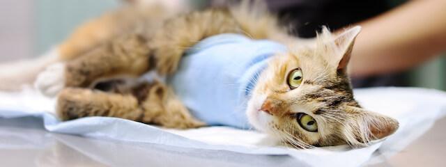 Cat Surgery