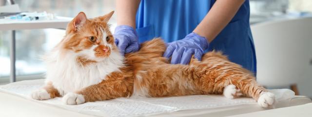 Veterinary Services For Cats
