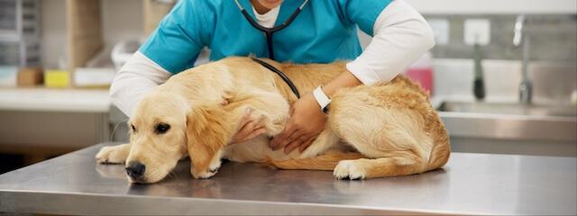 Dog Laparoscopic Surgery