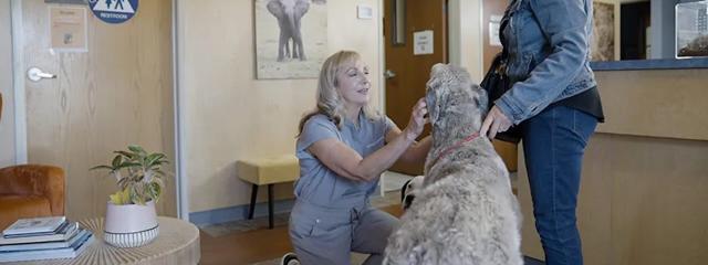 VetScalpel Laser Surgery