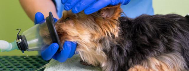 Dog Anesthesia