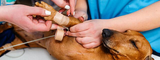 Dog Cardiology