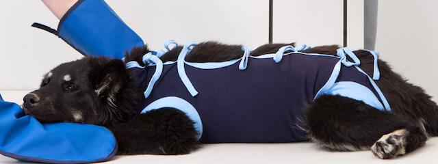 Dog Diagnostic Imaging