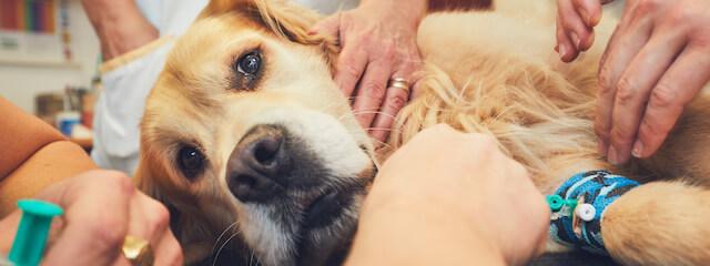 Dog Emergency Care
