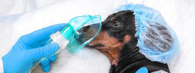 Dog Endoscopy
