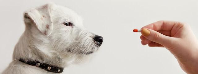 Dog Pain Management