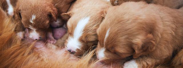 Dog Reproductive Services
