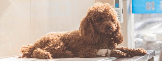 Dog Surgery