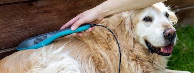 Dog Laser Therapy