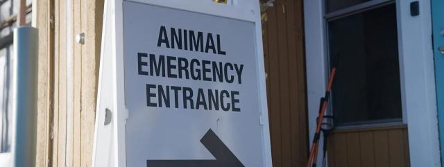 Emergency Veterinary Care