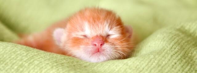 Kitten Care