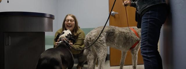 TPLO Surgery
