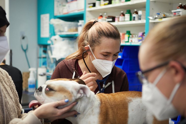 A person wearing a mask examining a dog