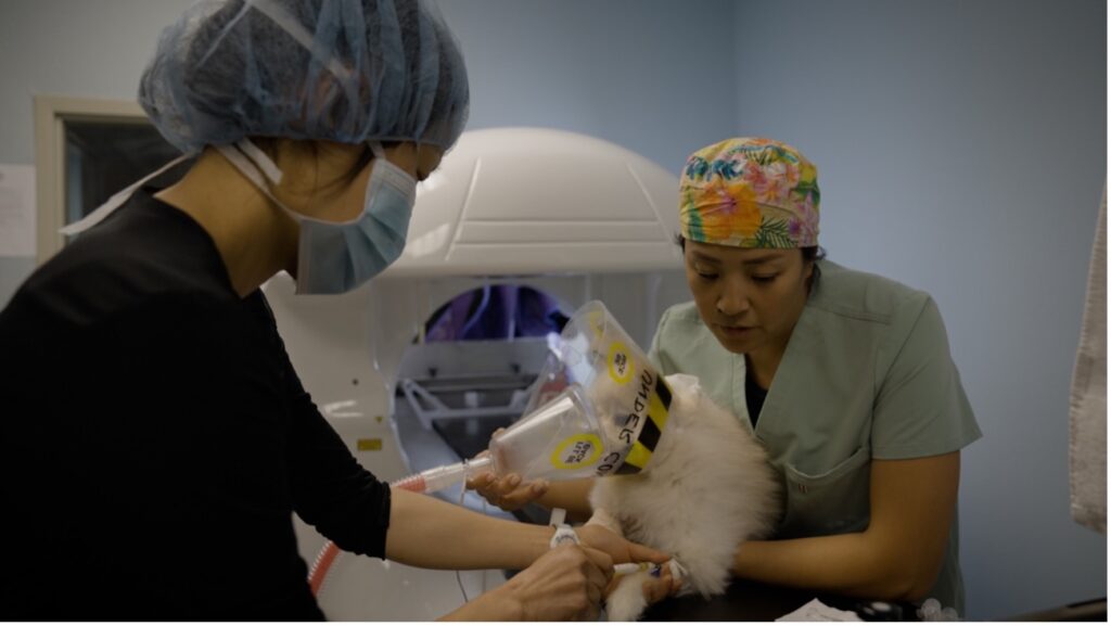 A person in a medical mask holding a cat, Emergency Care at Lenity