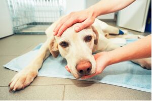 A person touching a dog's face, Pet Emergencies: What Every Pet Owner Should Know