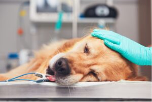 A dog lying on a surgery table, anesthetized with a hand on its head, Preparing for the Unexpected: Navigating Pet Emergency and Surgery Costs
