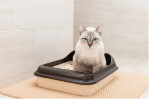 A cat sitting in a litter box, The Silent Danger: Urinary Blockages in Cats and Dogs