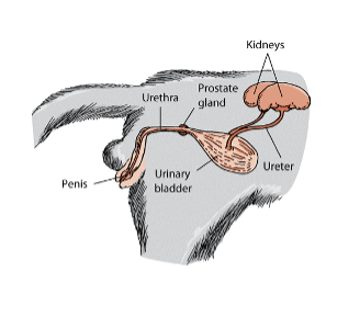 diagram of Urinary tract of a male cat
