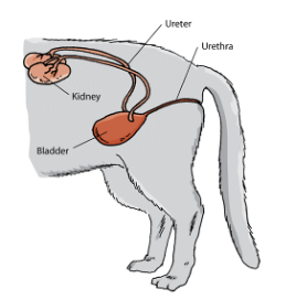 diagram of Urinary tract of a female cat