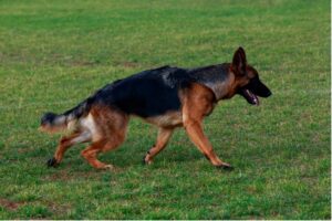 A dog walking on grass, Hip Dysplasia in Dogs and Cats: Causes, Diagnosis, and Treatment at Lenity