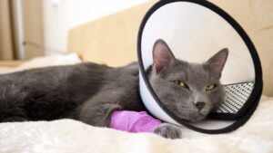 A cat with a cone around its head, Pain Management for Pets: Lenity’s Pain Clinic
