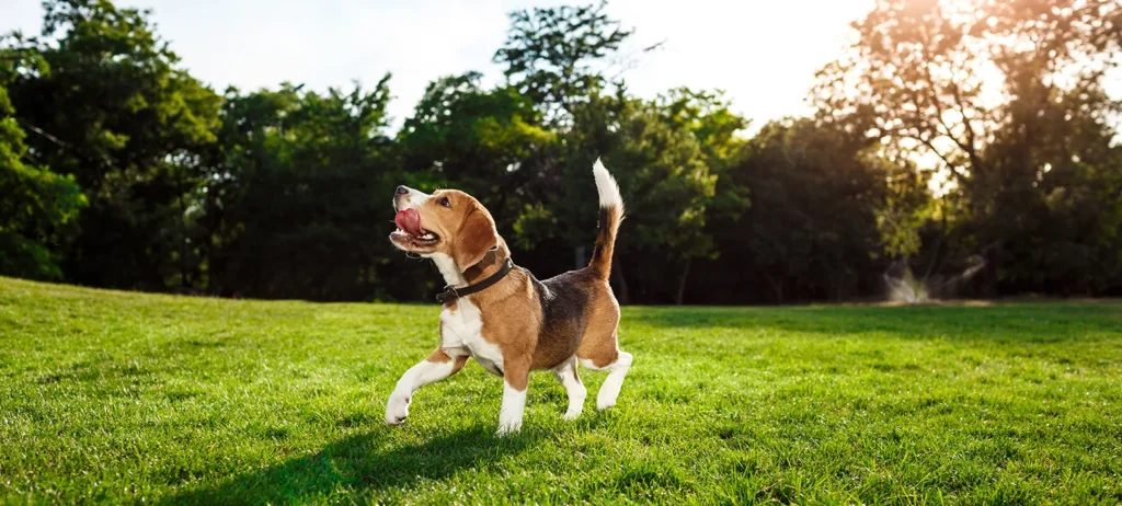 TPLO Post Op, long term outlook and aftercare