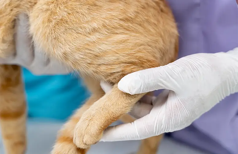 How we diagnose TPLO injuries at Lenity